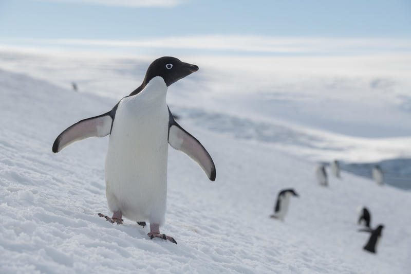 Mehr Regen bedroht die Pinguine der Antarktis - Natur
