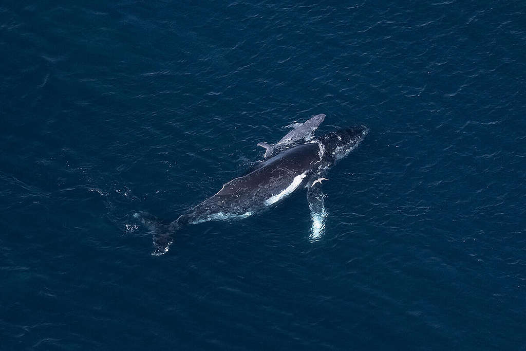 Un projet de gaz en eaux profondes menace les baleines