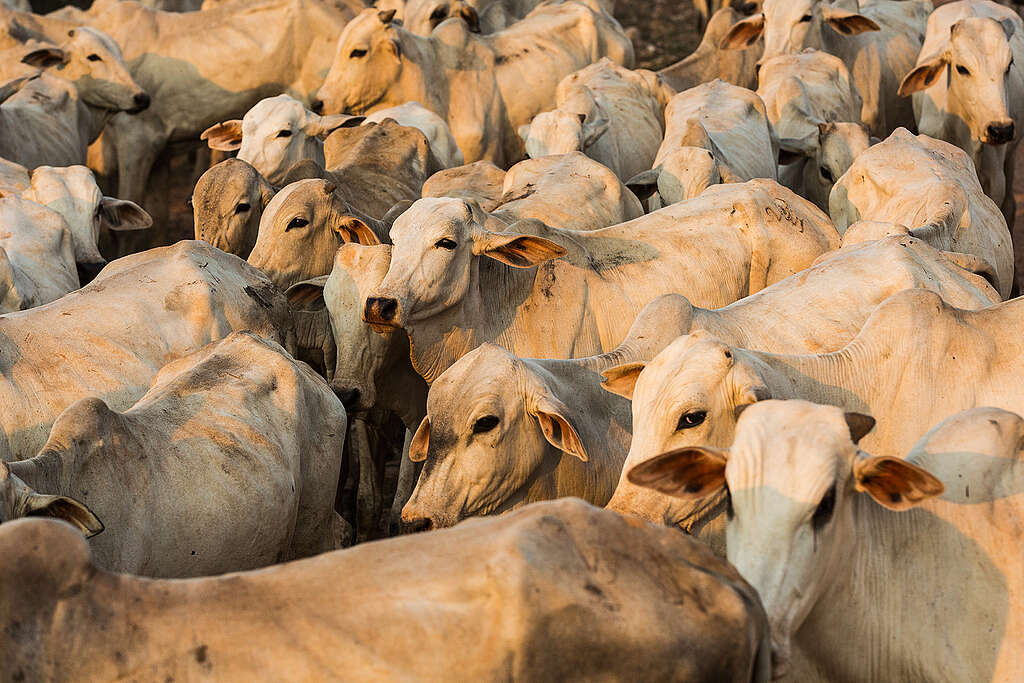 La viande brésilienne dans les supermarchés suisses