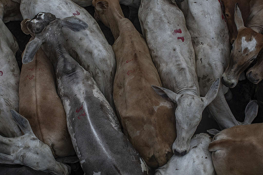 Déforestation: de la viande brésilienne dans les supermarchés suisses